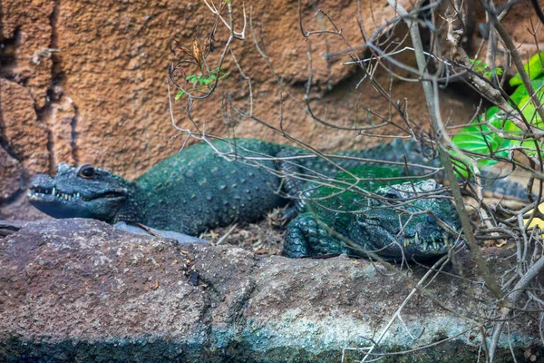 Két Krokodil Sziklás Területen Víz Felett Állatkertben — Stock Fotó