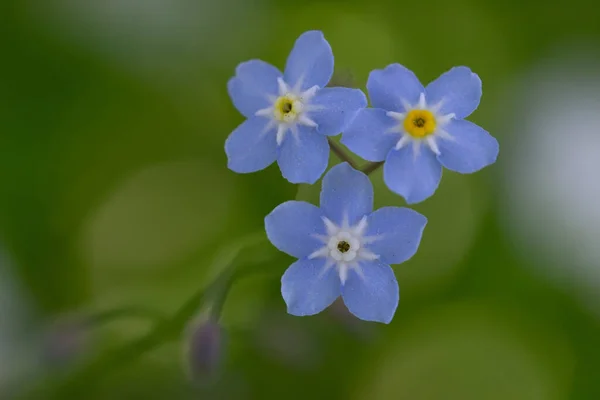 Gros Plan Belles Fleurs Bleues Oubliées Dans Jardin — Photo