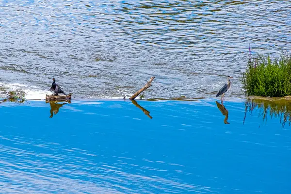 水鳥のいる川の眺め — ストック写真