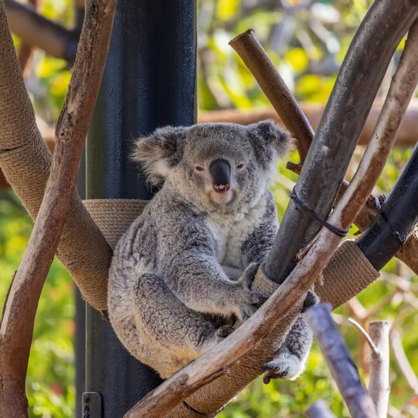 Een Close Opname Van Een Koala Afslag Dierentuin Een Zonnige — Stockfoto