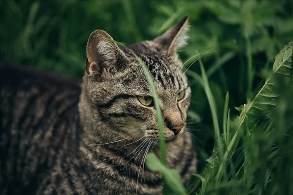 Närbild Vacker Katt Som Sitter Mellan Gräset — Stockfoto