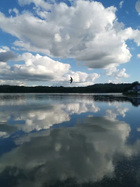 Vertikal Bild Mås Som Flyger Över Sjö Blå Molnig Himmel — Stockfoto