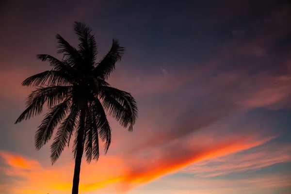 Plan Angle Bas Palmier Avec Coucher Soleil Arrière Plan — Photo