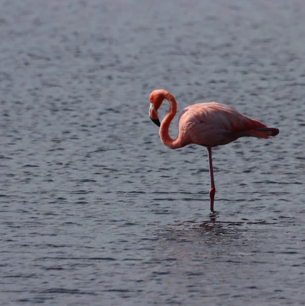 Beau Flamant Rose Reposant Dans Eau — Photo