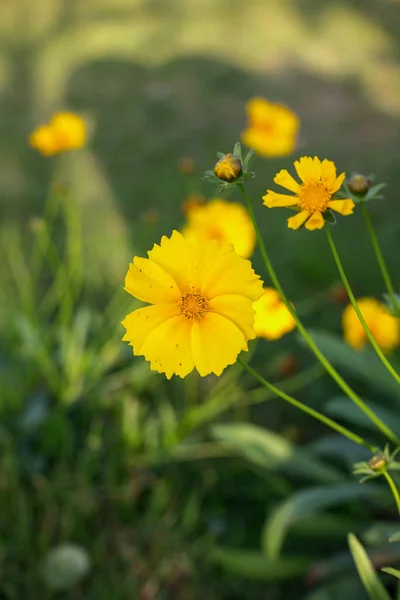 Sahada Çiçek Açan Coreopsis Güzel Bir Görüntüsünün Dikey Çekimi — Stok fotoğraf