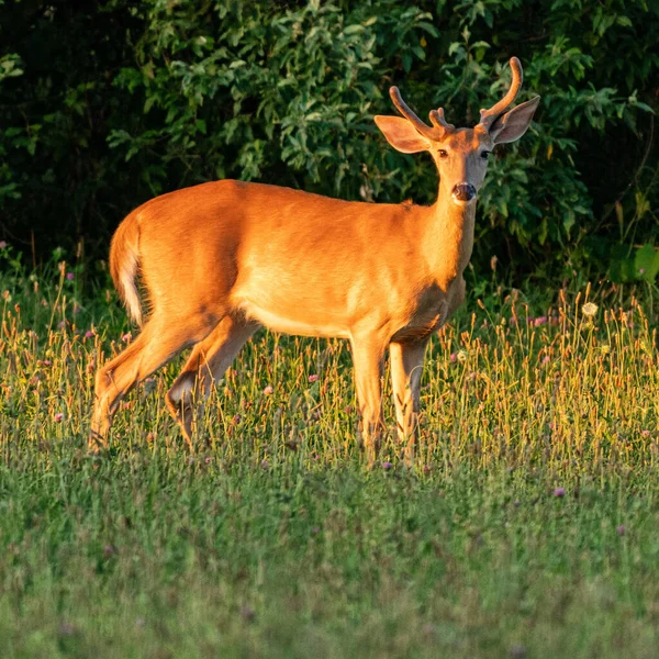 Gros Plan Cerf Virginie Dans Champ Vert — Photo