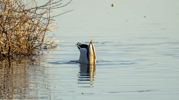 Piękny Widok Kaczki Nurkowanie Jeziorze — Zdjęcie stockowe