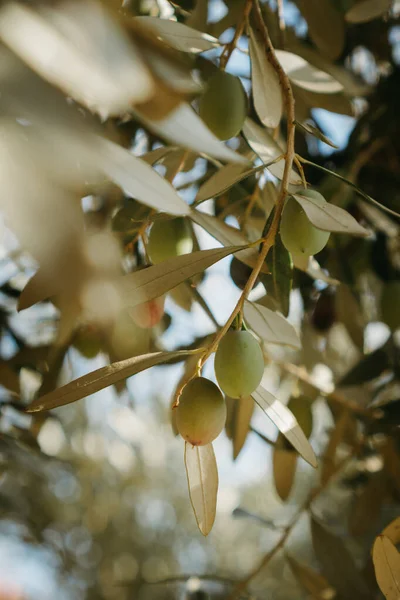 Närbild Gröna Oliver Trädet Turkiska Olivträd Gren Extra Jungfruolja Produktion — Stockfoto
