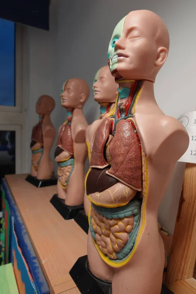 Nahaufnahme Eines Anatomischen Modells Einem Science Labor — Stockfoto
