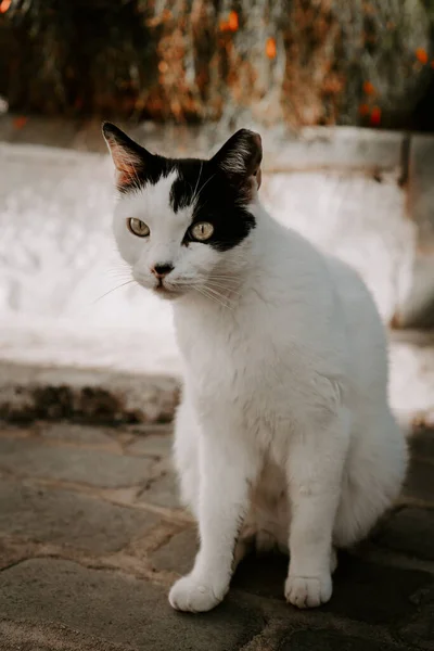 可爱的猫的肖像 土耳其的一只街头猫白猫肖像 — 图库照片