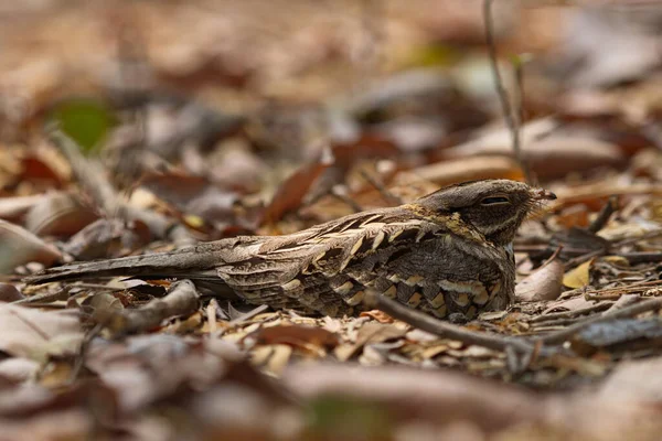 Noturna Indiana Grande Cauda Nightjar Pássaros Polvilhar — Fotografia de Stock