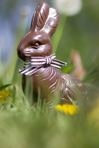 Eine Vertikale Aufnahme Eines Schokoladen Osterhasen Garten — Stockfoto