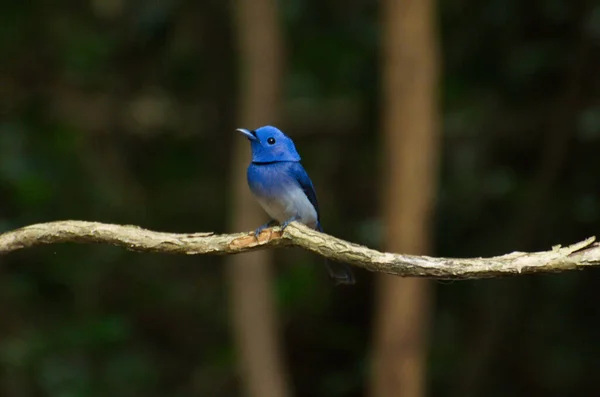 Pequeno Bonito Pássaro Azul Alimentando Filhotes Ninho — Fotografia de Stock