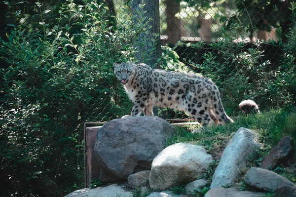 Snow Leopard Walking Zoo Covered Greenery Rocks Sunlight — Stock Photo, Image