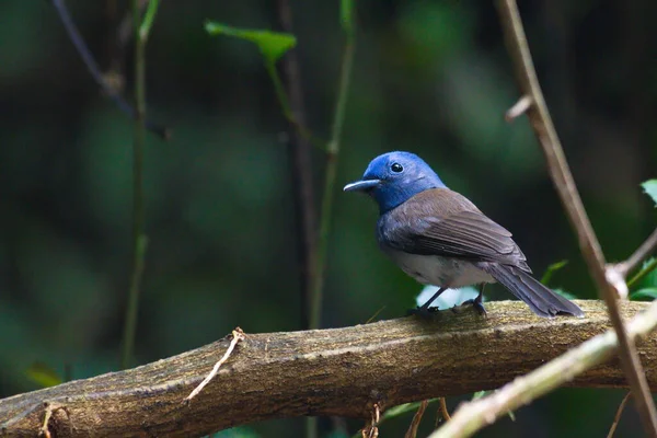 Kleine Süße Blaue Vögel Füttern Küken — Stockfoto