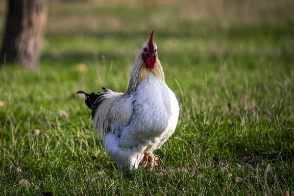 田舎を歩く雄鶏 — ストック写真