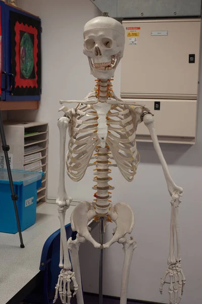 Gros Plan Modèle Squelettique Humain Dans Laboratoire Scientifique Des Produits — Photo