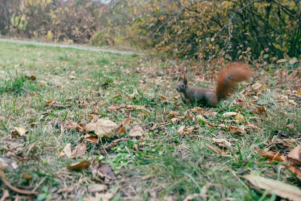 一只褐色可爱的绒毛松鼠在干枯落叶中嬉戏时的肤浅焦点 — 图库照片