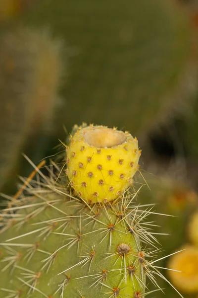 Vertikal Bild Prickly Päron Kaktus Opuntia Ficus Indica Med Gul — Stockfoto