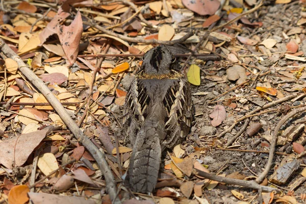 Nocturnal Indian Large Tailed Nightjar Birds Roosting — Stock Photo, Image
