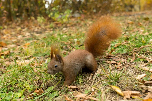 Closeup Esquilo Fofo Bonito Marrom Que Joga Folhas Caídas Secas — Fotografia de Stock