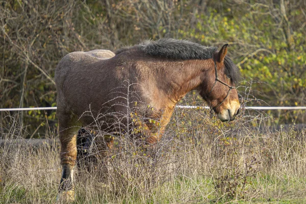 Yeşil Alana Yürüyen Kahverengi — Stok fotoğraf