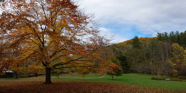 Una Hermosa Foto Bosque Otoñal Bosque —  Fotos de Stock