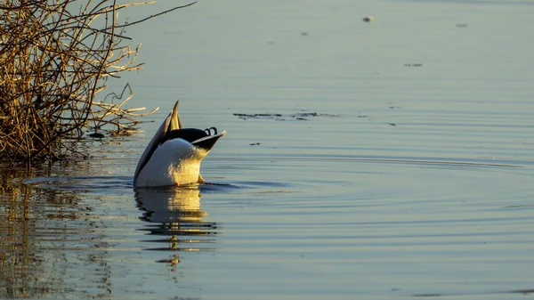 Piękny Widok Kaczki Nurkowanie Jeziorze — Zdjęcie stockowe