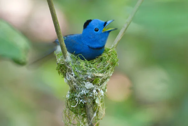 Pequenos Pintos Alimentação Bonito Pássaro Azul — Fotografia de Stock