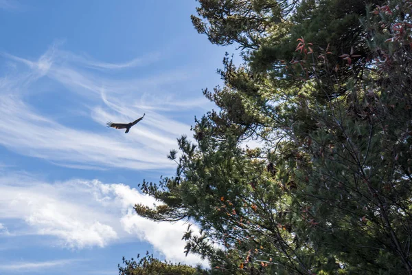 Une Belle Vue Sur Les Branches Arbres Verts Oiseau Volant — Photo