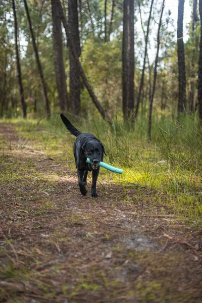 Plan Vertical Labrador Noir Avec Jouet Dans Forêt — Photo