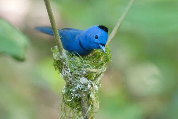 Pequenos Pintos Alimentação Bonito Pássaro Azul — Fotografia de Stock