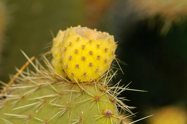 Pêra Espinhosa Opuntia Ficus Indica Com Frutos Amarelos Pertencente Família — Fotografia de Stock