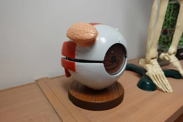 Zbliżenie Eyeball Anatomy Model Drewnianym Stole — Zdjęcie stockowe