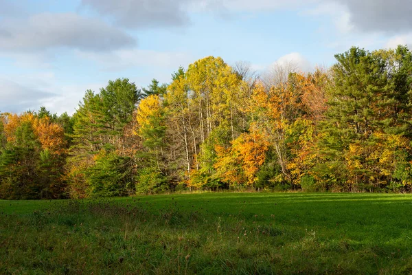 Piękny Widok Jesieni Lesie Kolorowymi Drzewami — Zdjęcie stockowe