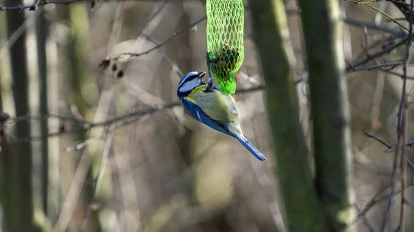 Closeup Cute Blue Tit Bird Tree Branch — Fotografia de Stock