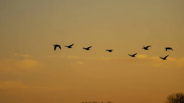 Ein Vogelschwarm Der Bei Sonnenuntergang Den Himmel Steigt Vogelzugsaison — Stockfoto