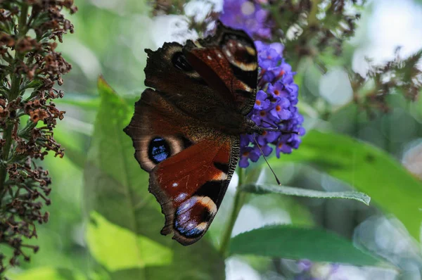 Páva Pillangójának Sekély Fókusza Egy Zöld Növényen — Stock Fotó