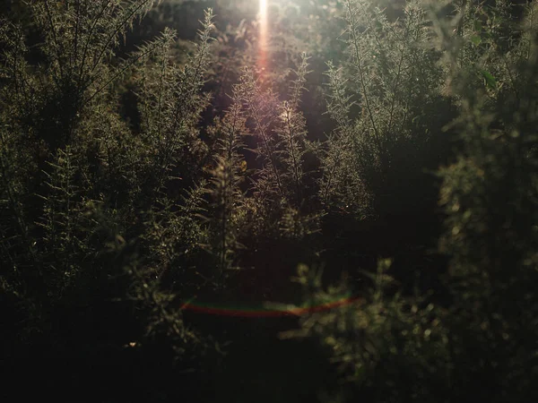 Krásný Výhled Slunce Vysoké Dřevěné Stromy Listím Lehkou Oblohou Lese — Stock fotografie