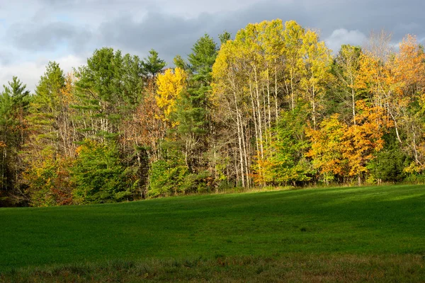 Una Hermosa Vista Otoño Bosque Con Árboles Coloridos —  Fotos de Stock