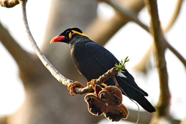 Běžné Velké Myna Ptáci Bojují — Stock fotografie