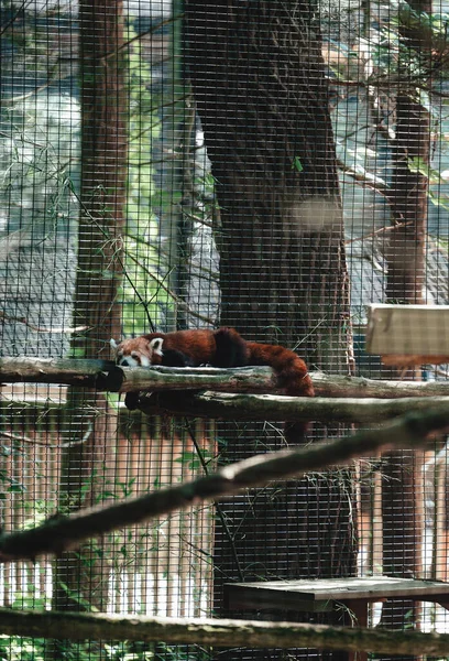 Disparo Vertical Panda Rojo Acostado Sobre Ramas Zoológico Bajo Luz — Foto de Stock