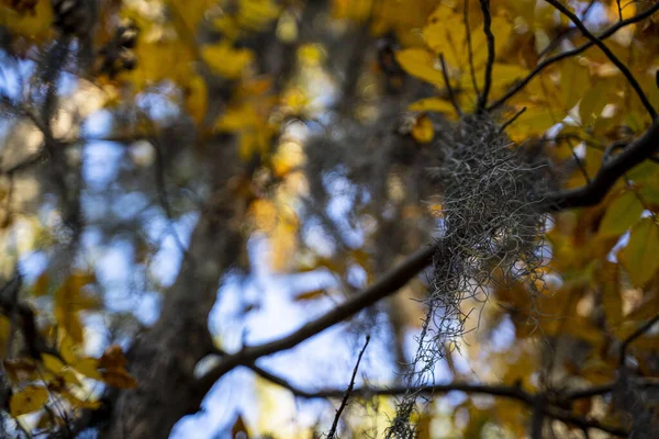 Selective Focus Shot Birds Nest Tree Yellow Leaves — 图库照片