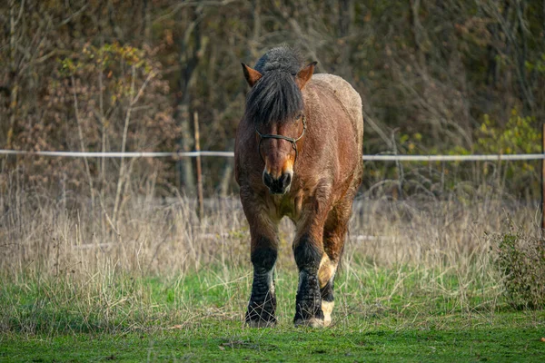 Brown Horse Walking Green Field — Stock Photo, Image