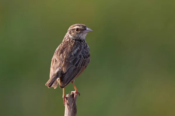 Különböző Színű Madarak Kék Zöld — Stock Fotó