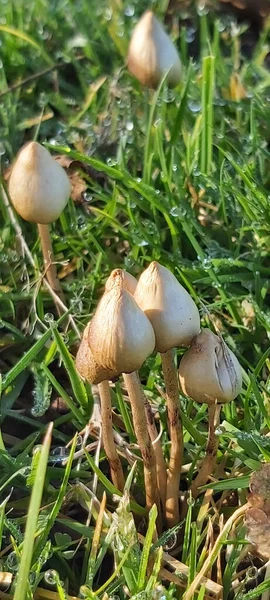 Disparo Vertical Psilocybe Semi Lanceolado Rodeado Hierba Gotas Lluvia Sobre — Foto de Stock