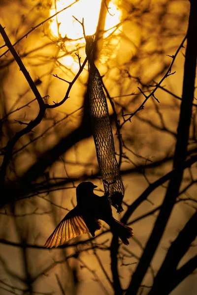 Een Close Van Een Vogel Een Boomtak Bij Zonsondergang — Stockfoto