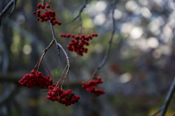 Yapraksız Dallar Üzerinde Seçici Bir Rowan Meyvesi Odağı — Stok fotoğraf