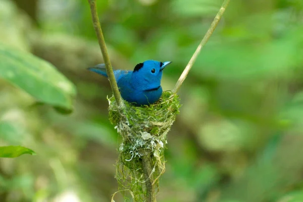 Pequenos Pintos Alimentação Bonito Pássaro Azul — Fotografia de Stock