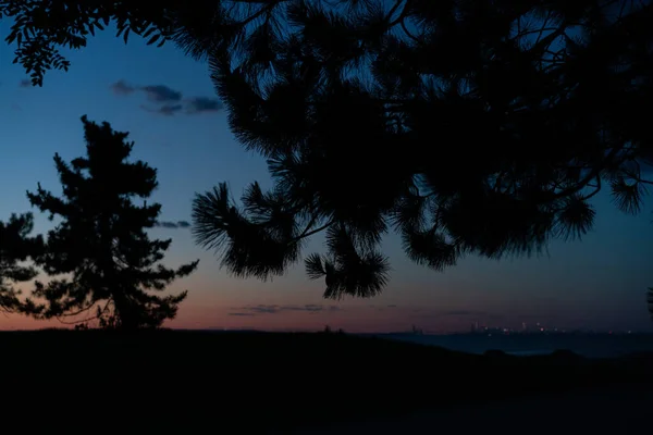 Uma Paisagem Silhuetas Árvores Parque Durante Pôr Sol Noite — Fotografia de Stock